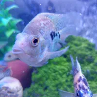 ماهی تگزاس گوشت خوار