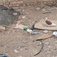 کبوتر|پرنده|بوئین زهرا, |دیوار