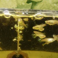 ماهی گوپی|ماهی|سمنان, |دیوار