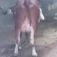 گاو شیری جوان درجه یک به گوساله ماده