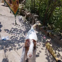 تکه اصل پاکستانی از زابل آمده