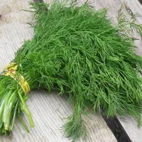 شوید تازه برا خشک کردن