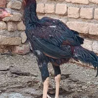 خروس|حیوانات مزرعه|مشهد, هفده شهریور|دیوار