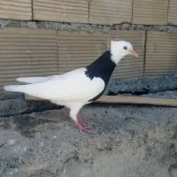 جوجه تازه دونخور شده نر هست خفت خفت عتیقه|پرنده|ایذه, |دیوار