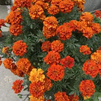بذر/باغ/سبزیجات/صیفی جات/کشاورزی|گل و گیاه طبیعی|شیراز, معالی‌آباد|دیوار