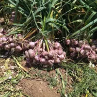 زمین و چاه دربست بابت کاشت سیر