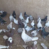 کفتر بلند پرواز|پرنده|قم, باجک یک|دیوار