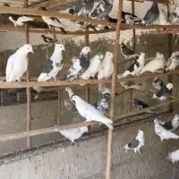 فروش کبوتر|پرنده|کهریزک, |دیوار