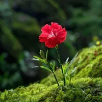 حواله اطلس s