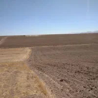 گندم بوجاری شده دیم