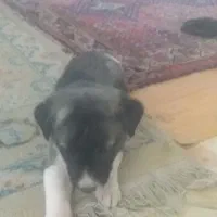 سگ  در حیوانات