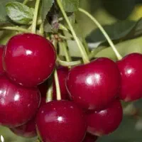 تولید نهال آلبالو گوشواره ای