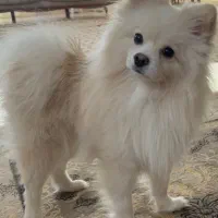 سگ پامرانین