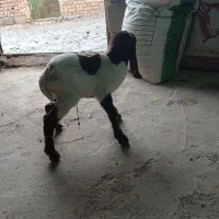 بزغاله 3 روزه|حیوانات مزرعه|تربت‌حیدریه, باغ سلطانی|دیوار