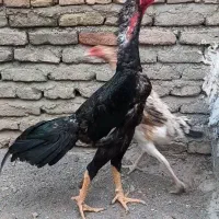 تخم اوشاموخالص|حیوانات مزرعه|قائمشهر, |دیوار