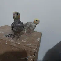 پرنده|پرنده|زابل, |دیوار