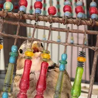 سهره  قناری بخون