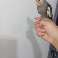 عروس هلندی|پرنده|نورآباد, |دیوار