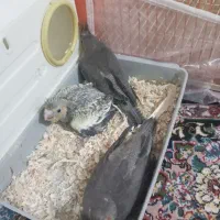 جوجه عروس هلندی|پرنده|زاهدان, |دیوار