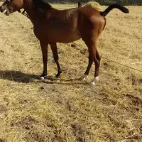 اسب کرد(۲۰ماهه آینده دار از بهترین اسبان کرد ایران|اسب و تجهیزات اسب‌سواری|مشگین شهر, |دیوار