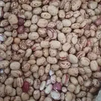 لوبیا