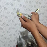 عروس هلندی دستی و رام سخنگو