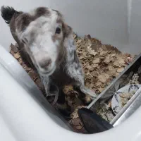 بز پاکستانی اوزون گولاخ|حیوانات مزرعه|مشگین شهر, |دیوار