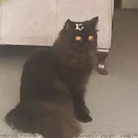 زیبای پشمالو