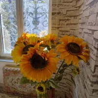 گل آفتابگردون