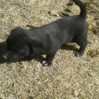 واگزاری سگ|سگ|خرمدره, |دیوار