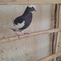 کفتر فروشی آماده برای پا جفتی