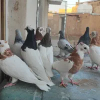 طوقی|پرنده|شیراز, انجیر|دیوار