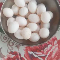 تخم کبوتر۸۰۰۰