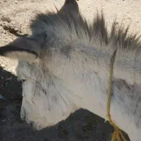 الاغ ماده
