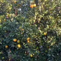 پرتقال خونی فوق‌العاده شیرین  کیلویی ۴۵ فروش|عمده‌فروشی|بابل, |دیوار