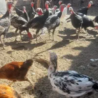 بوقلمون فروشی