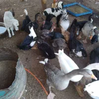 تعدادی مرغ و غاز ، اردک خارجی و بوقلمون|حیوانات مزرعه|کرباسک, |دیوار