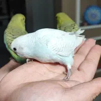 جوجه مرغ عشق اینگیلیسی|پرنده|اندیشه, اندیشه فاز ۴|دیوار