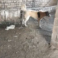 سگ قدرجونی نگهبان