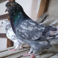 سرور 'هماسرور نروماده پرشی|پرنده|اصفهان, مصلی|دیوار