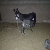 شیرالاغ کرمان شهرستان بردسیرروستای نارپ|خوردنی و آشامیدنی|بردسیر, |دیوار