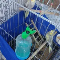 یک جفت عروس هلندی