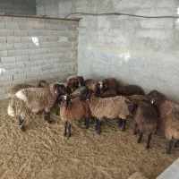 فروش بره نر همو و ماده همو و هترو چند قلو زا