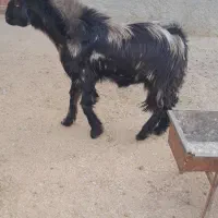 فروش گوسفند.بز .کعره وبره