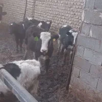 ۴تاگوسالهمادهپادرپادانه۶۵میلیون|حیوانات مزرعه|مشهد, خرم آباد|دیوار