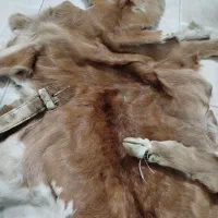 پوست بز قدیمی ب همراه کمربند|کلکسیون اشیاء عتیقه|همدان, |دیوار