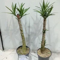 گل و گیاه آپارتمانی و زینتی|گل و گیاه طبیعی|قزوین, |دیوار