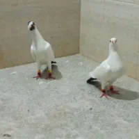 کبوتر