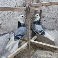 کبوتر|پرنده|پاکدشت, حصار امیر|دیوار