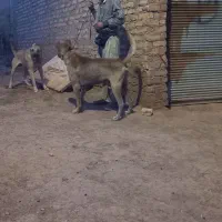 سگ سرابی اصل فقط برای نگهبانی|سگ|فشم, |دیوار